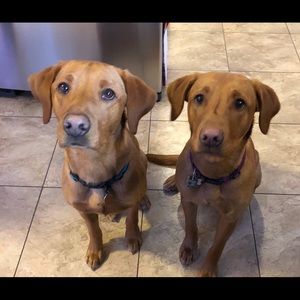 Meet your Posher, Lacey